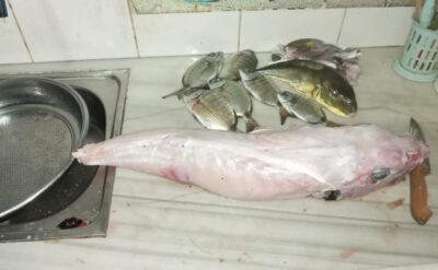Yedi kişiyi zehirleyen balon balığı sofraya nasıl geldi: Böyle lezzetlisini yememiştim